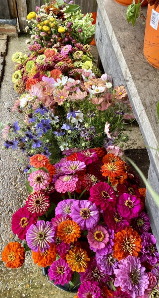 Pitfield Barn Cut Flower Farm & Studio